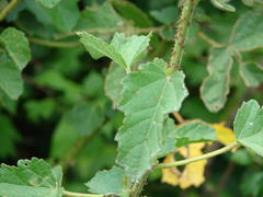 Hibiscus diversifolius diversifolius