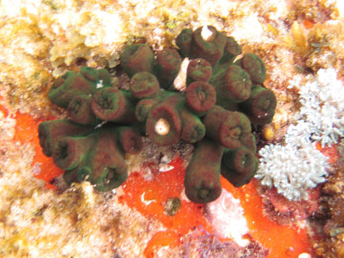 Tubastraea diaphana