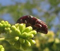 Leucocelis aeneicollis