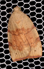 Austrocarea iocephala