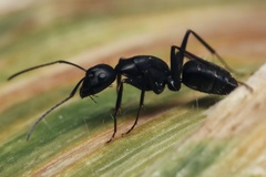 Camponotus japonicus