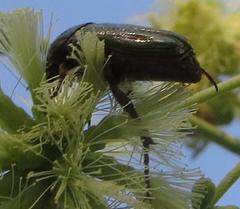 Leucocelis aeneicollis