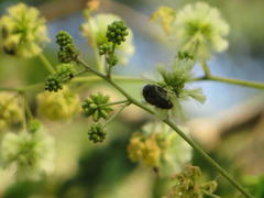 Leucocelis aeneicollis