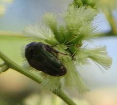 Leucocelis aeneicollis