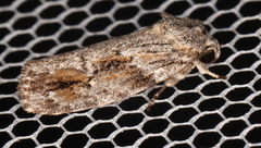 Agriophara confertella