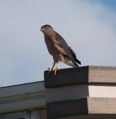 Accipiter cooperii