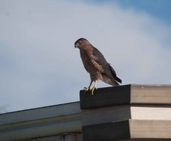 Accipiter cooperii