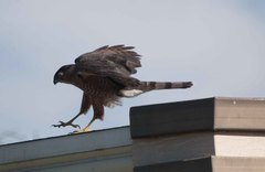 Accipiter cooperii