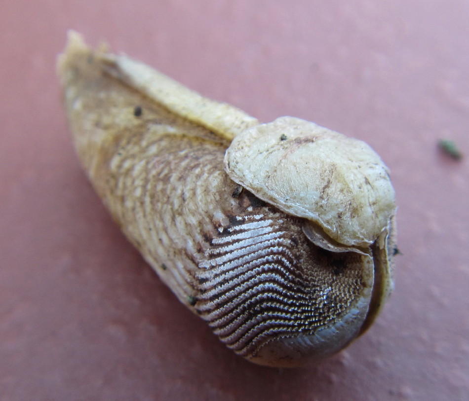Striate Piddock