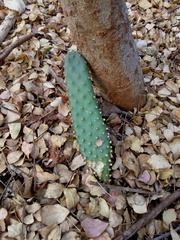 Tacinga palmadora