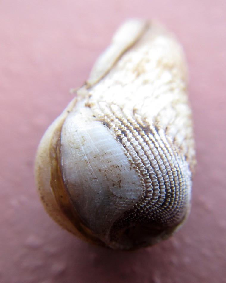 Martesia