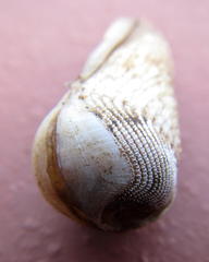 Martesia striata