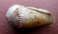 Martesia striata
