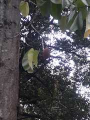 Pterygota brasiliensis