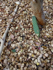 Tacinga palmadora