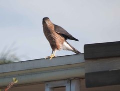 Accipiter cooperii