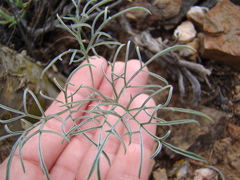 Pelargonium luteolum
