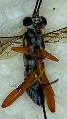 Cryptanura septentrionalis