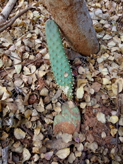 Tacinga palmadora