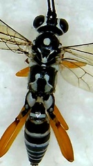 Cryptanura septentrionalis