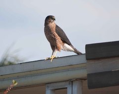 Accipiter cooperii