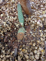 Tacinga palmadora