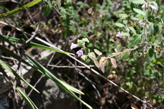 Mentha grandiflora
