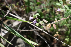 Mentha grandiflora