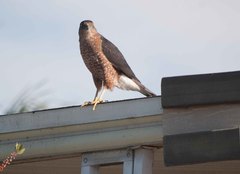Accipiter cooperii