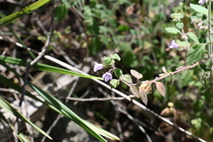 Mentha grandiflora
