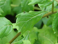 Gymnanthemum capense