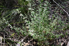 Mentha grandiflora