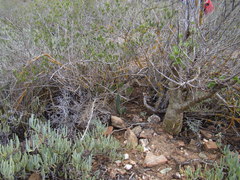Pelargonium luteolum