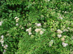 Gymnanthemum capense