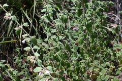 Mentha grandiflora