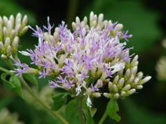 Gymnanthemum capense