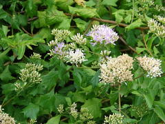 Gymnanthemum capense