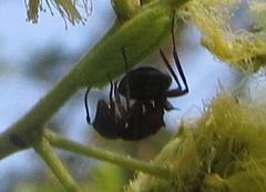 Polyrhachis gagates