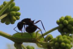 Polyrhachis gagates