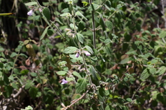Mentha grandiflora
