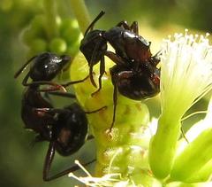 Polyrhachis gagates