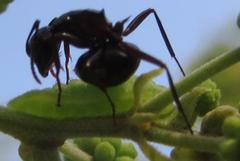 Polyrhachis gagates