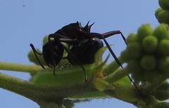 Polyrhachis gagates