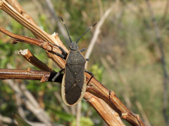 Catorhintha texana