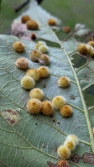 Caryomyia holotricha