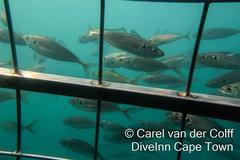Trachurus trachurus