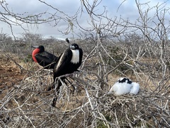 Fregata minor ridgwayi