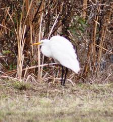Ardea alba melanorhynchos