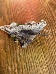 Hydnellum suaveolens