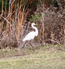 Ardea alba melanorhynchos